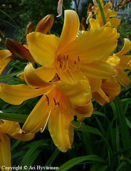 Hemerocallis aurantiaca, tulipivnlilja
